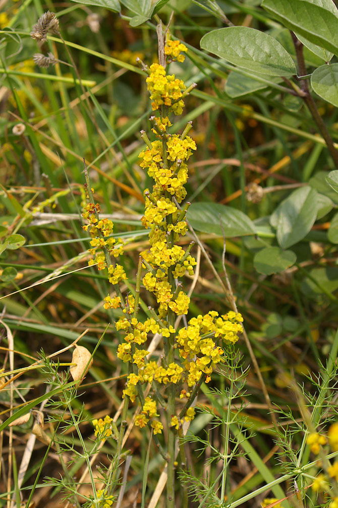 Osyris alba / Ginestrella comune